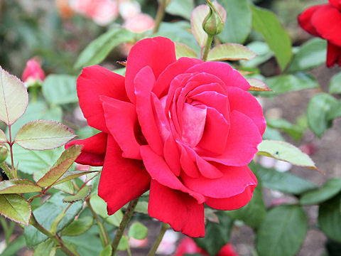 Rosa cv. Candella