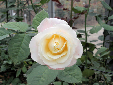 Rosa cv. Romantic Curiosa