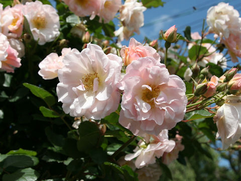 Rosa cv. Penelope