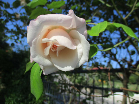 Rosa cv.