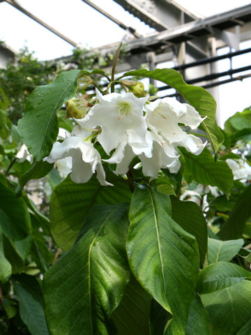 Beaumontia multiflora