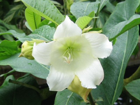 Beaumontia multiflora