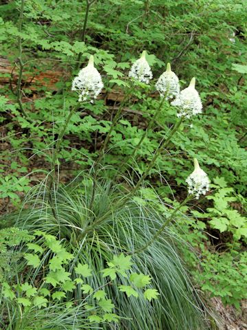 Xerophyllum tenax