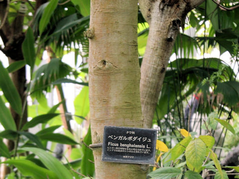 Ficus benghalensis
