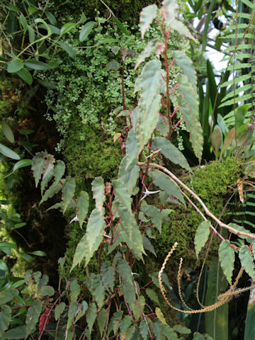 Begonia boliviensis cv.