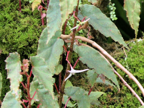Begonia boliviensis cv.