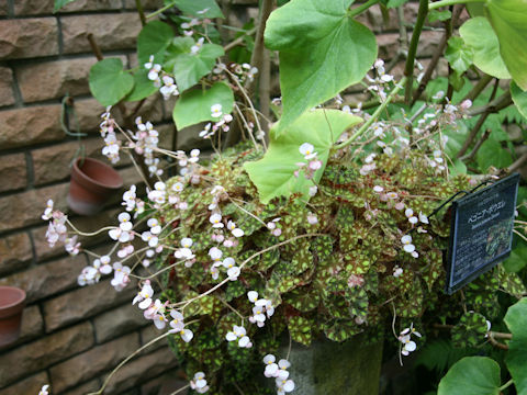 Begonia bowerae