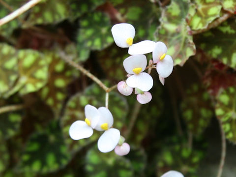 Begonia bowerae