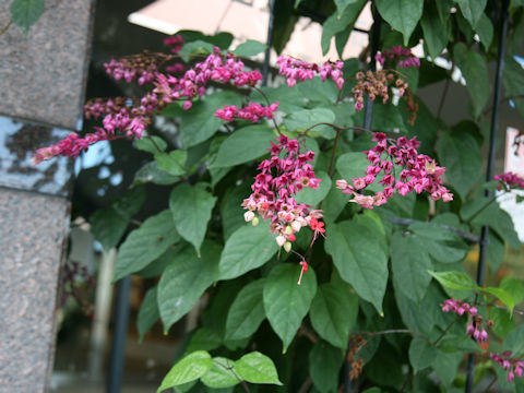 Clerodendrum x speciosum