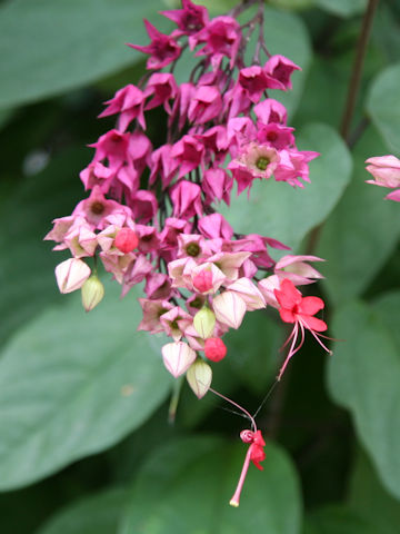 Clerodendrum x speciosum