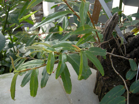 Begonia komoensis