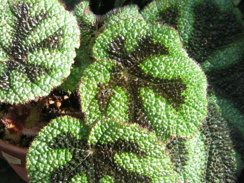 Begonia massoniana