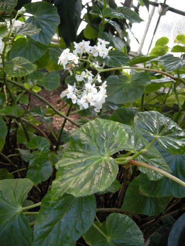 Begonia odorata cv. Alba