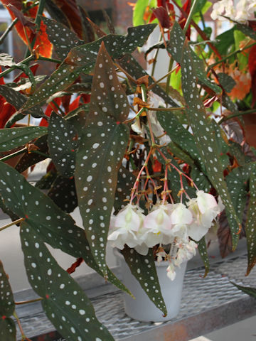 Begonia pseudo-lubbersii