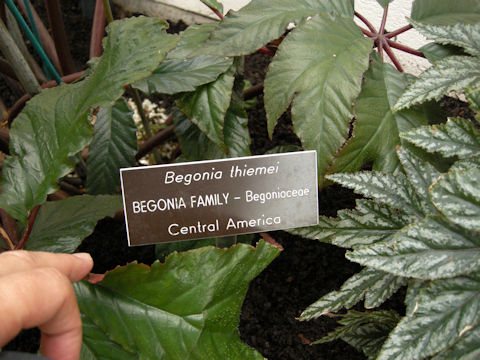 Begonia thiemei