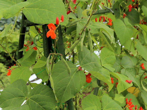 Phaseolus coccineus