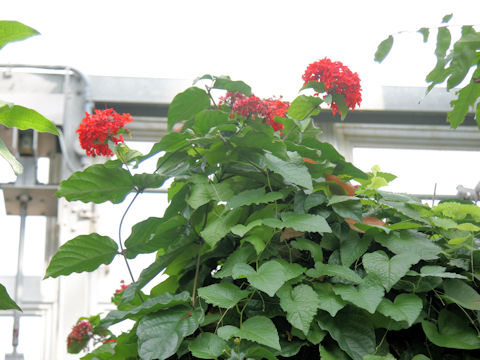 Clerodendrum splendens