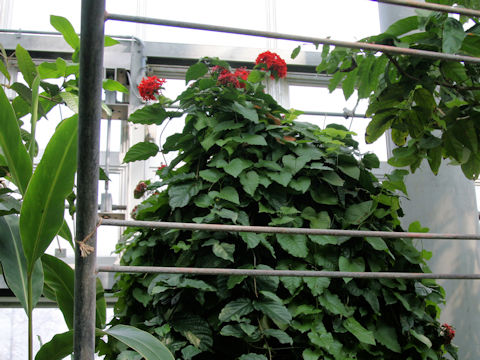 Clerodendrum splendens
