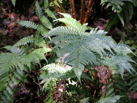 Dryopteris erythrosora