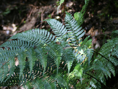 Dryopteris erythrosora