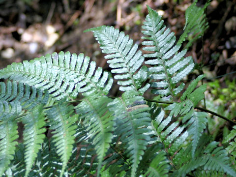 Dryopteris erythrosora