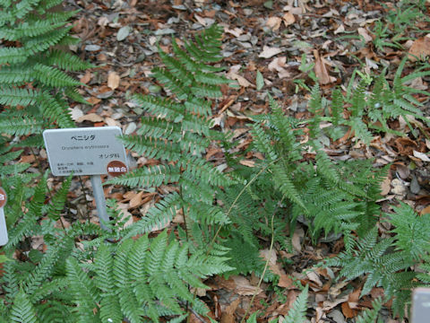 Dryopteris erythrosora