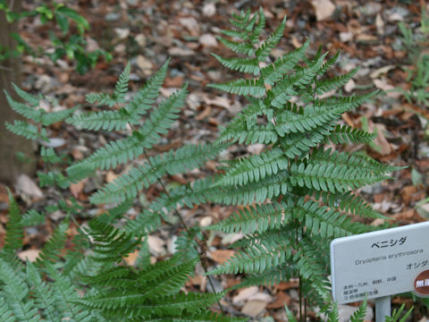 Dryopteris erythrosora