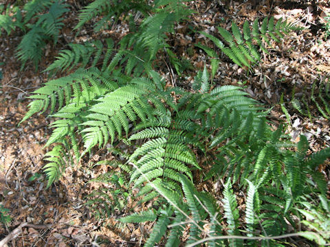 Dryopteris erythrosora