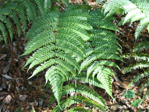 Dryopteris erythrosora