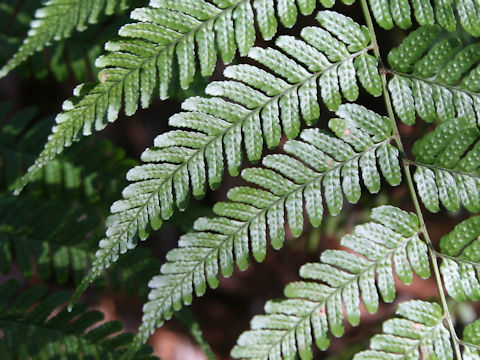 Dryopteris erythrosora