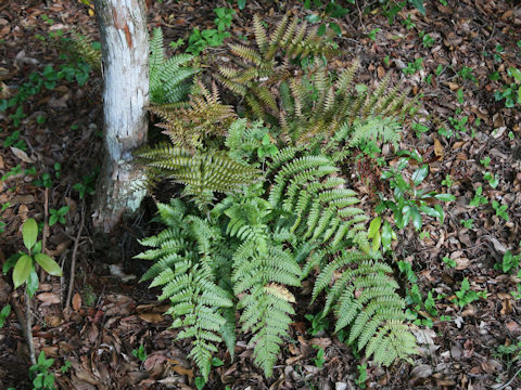 Dryopteris erythrosora