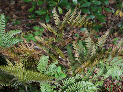 Dryopteris erythrosora