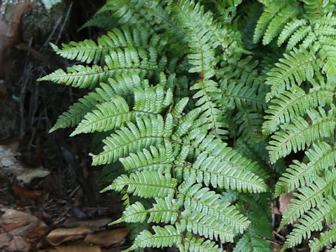 Dryopteris erythrosora