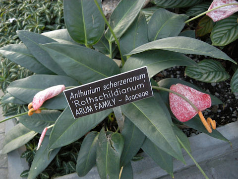 Anthurium scherzerianum cv. Rothschildianum