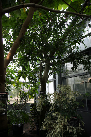 Ficus benjamina