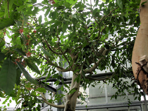 Ficus benjamina