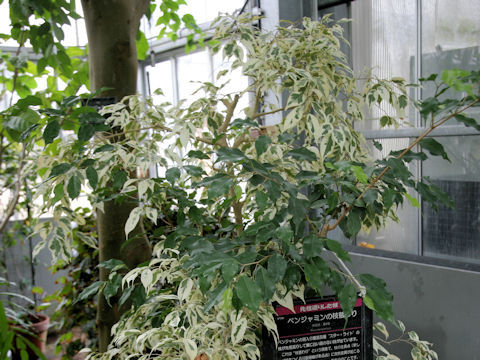 Ficus benjamina cv. Star Light