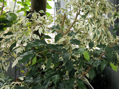 Ficus benjamina cv. Star Light