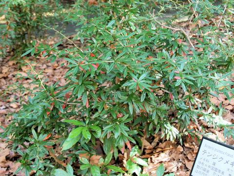 Berberis pruinosa