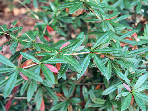 Berberis pruinosa