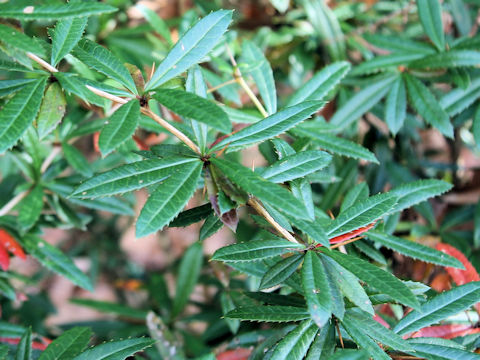 Berberis pruinosa