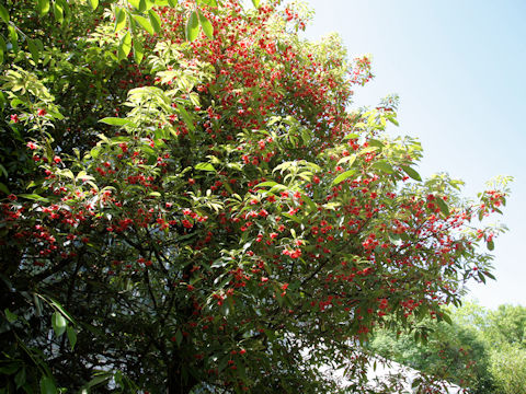 ベニバナシキミ (Illicium lanceolatum)