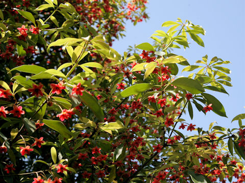 Illicium lanceolatum