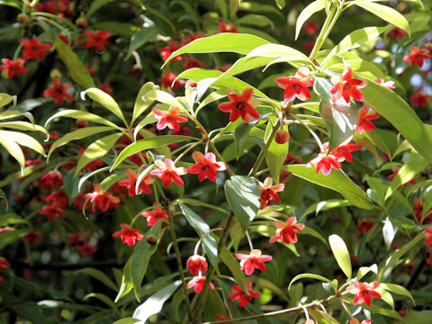 Illicium lanceolatum