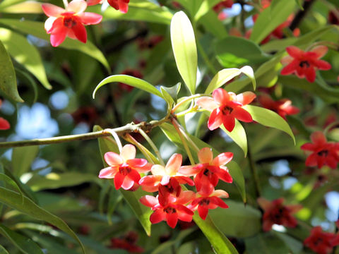 Illicium lanceolatum