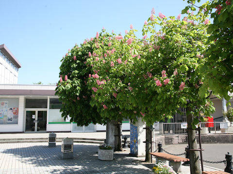 Aesculus x carnea