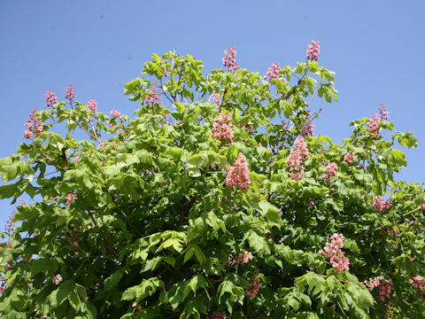 Aesculus x carnea