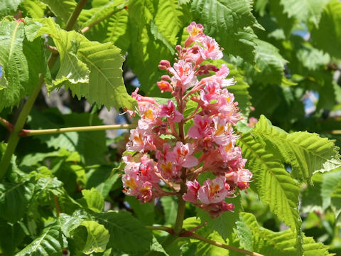 Aesculus x carnea