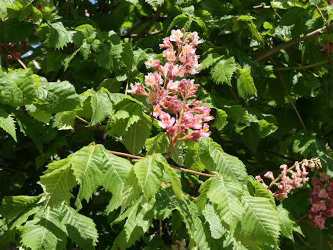 Aesculus x carnea