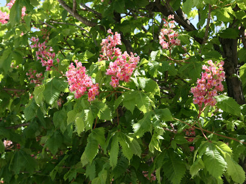 Aesculus x carnea